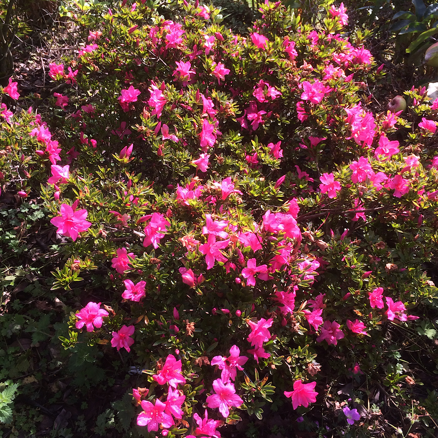 Azalea indicum Macrantha Pink (Sweet Indica Azalea)