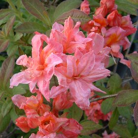 Azalea 'Sunset Pink'